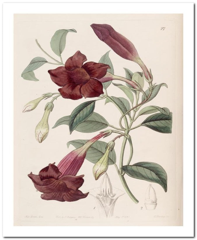 Edward's Botanical Register 8x10 Botanical Art Print 03062500810