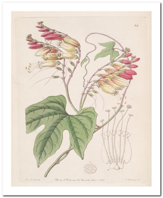Edward's Botanical Register 8x10 Botanical Art Print 03062500811