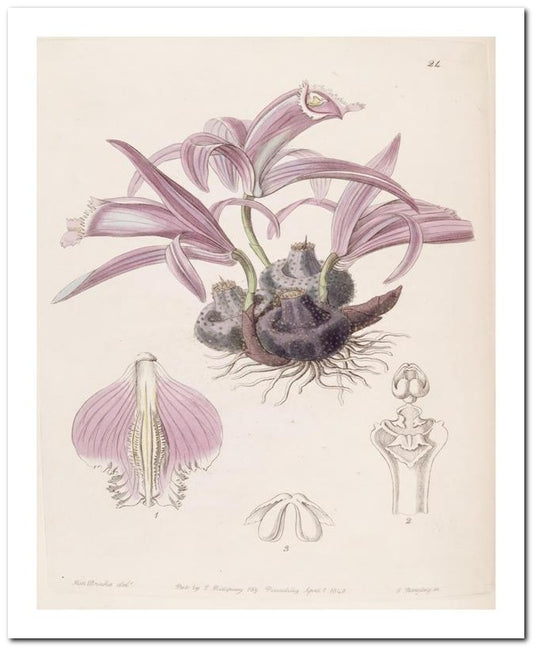 Edward's Botanical Register 8x10 Botanical Art Print 03062500813
