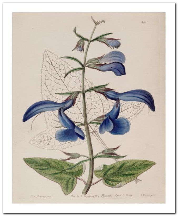 Edward's Botanical Register 8x10 Botanical Art Print 03062500814