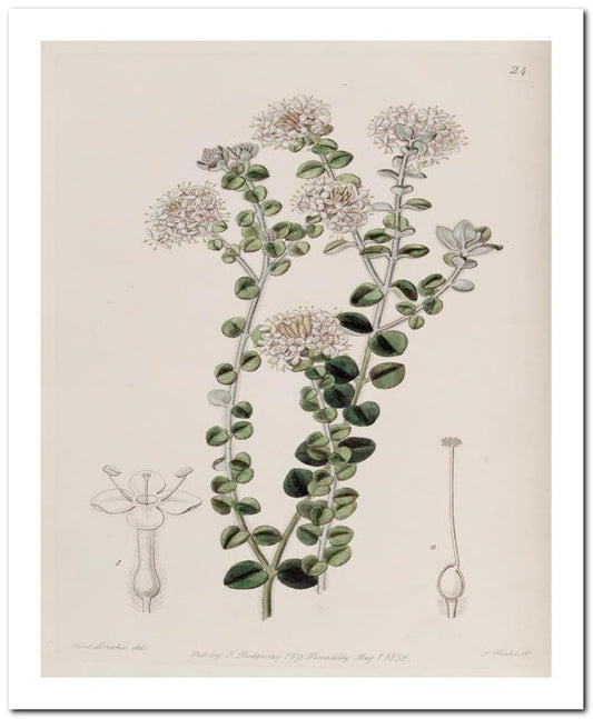Edward's Botanical Register 8x10 Botanical Art Print 03062500815