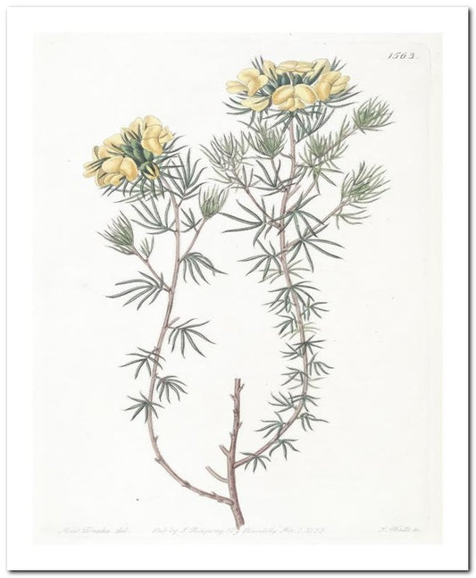 Edward's Botanical Register 8x10 Botanical Art Print 03062500816