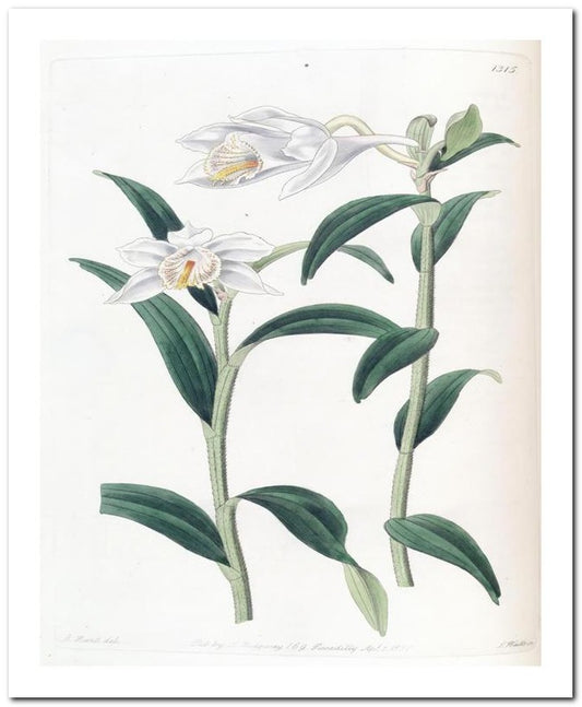 Edward's Botanical Register 8x10 Botanical Art Print 03062500818