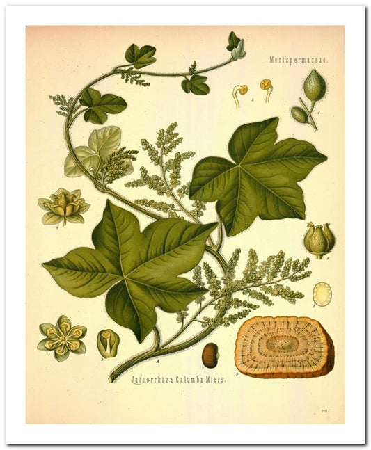 Edward's Botanical Register 8x10 Botanical Art Print 03062500819