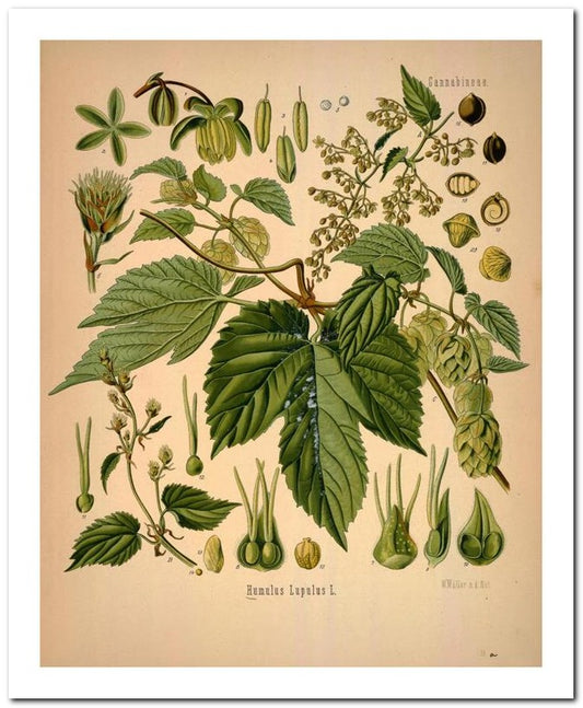 Kohler Medizinal Pflanzen 8x10 Botanical Art Print 03062500820