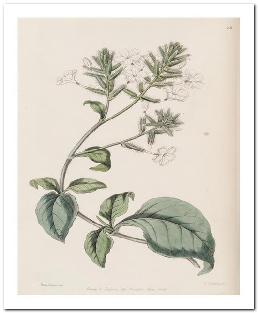 Kohler Medizinal Pflanzen 8x10 Botanical Art Print 03062500821