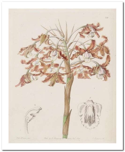 Edward's Botanical Register 8x10 Botanical Art Print 03062500823