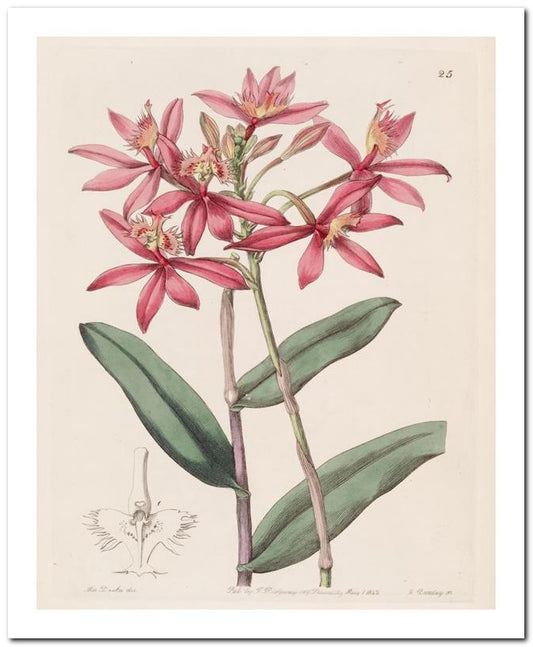 Edward's Botanical Register 8x10 Botanical Art Print 03062500824