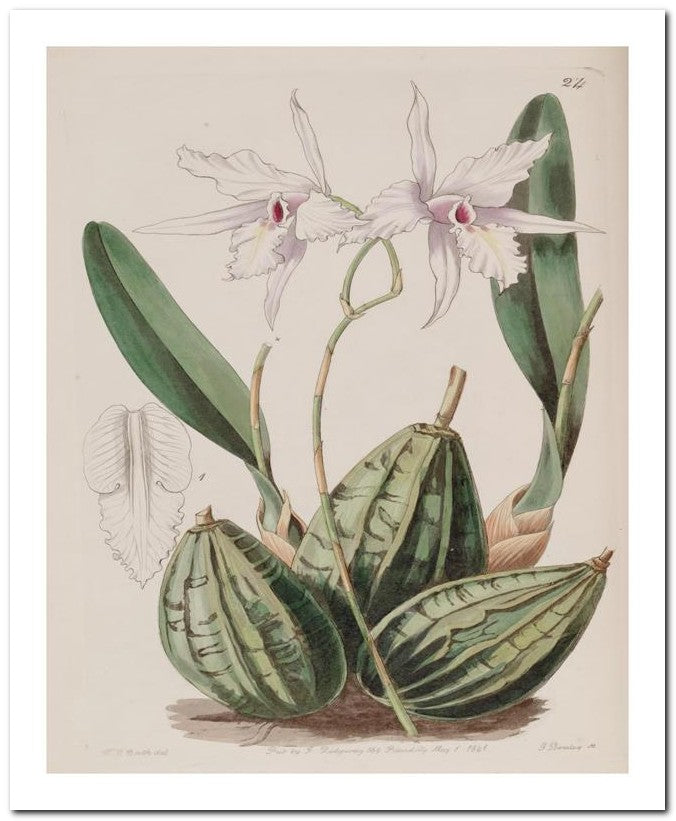 Edward's Botanical Register 8x10 Botanical Art Print 03062500826