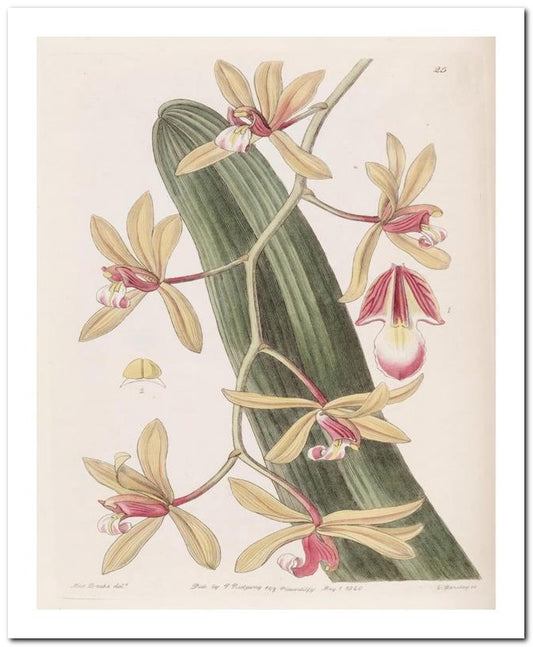Edward's Botanical Register 8x10 Botanical Art Print 03062500827