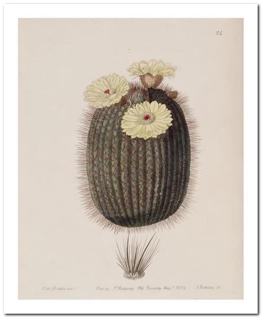 Edward's Botanical Register 8x10 Botanical Art Print 03062500828