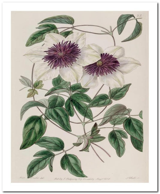 Edward's Botanical Register 8x10 Botanical Art Print 03062500829