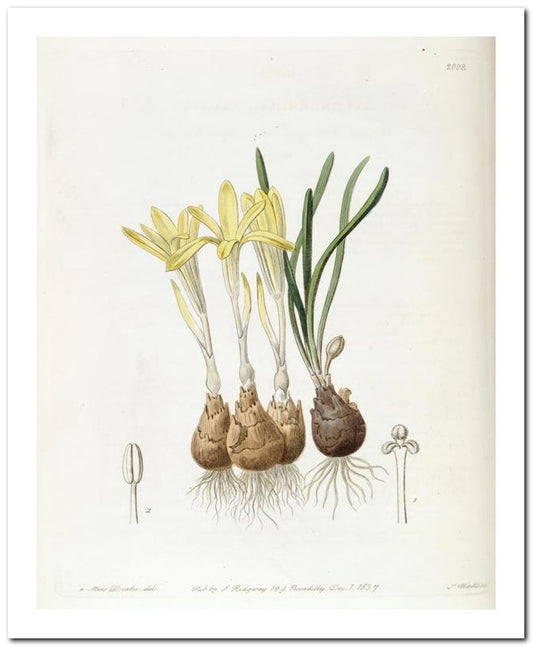 Edward's Botanical Register 8x10 Botanical Art Print 03062500830