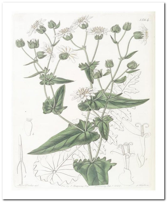 Edward's Botanical Register 8x10 Botanical Art Print 03062500831