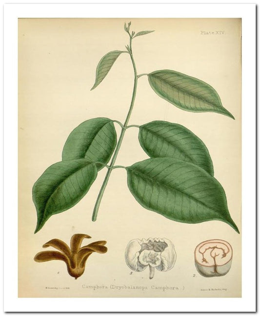 The Flora Homoeopathica 8x10 Botanical Art Print 03062500834