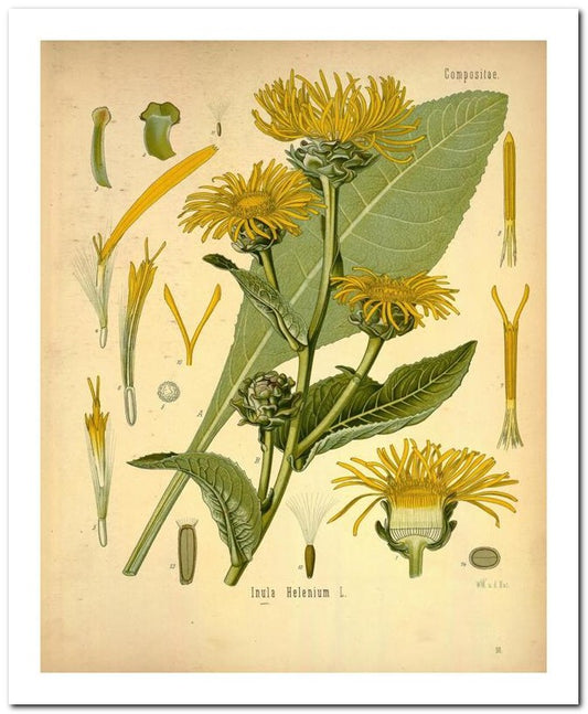 The Flora Homoeopathica 8x10 Botanical Art Print 03062500835