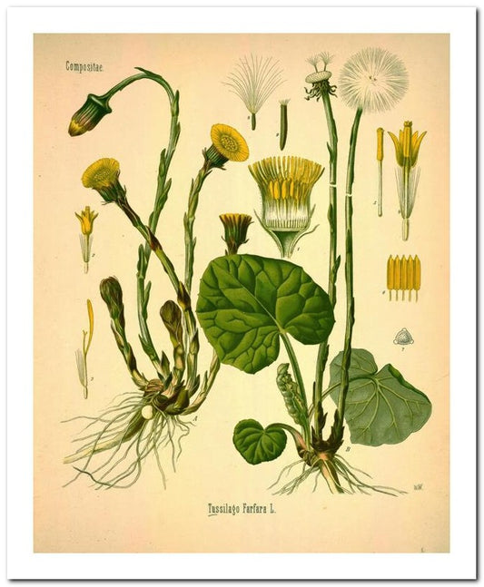Kohler Medizinal Pflanzen 8x10 Botanical Art Print 03062500836
