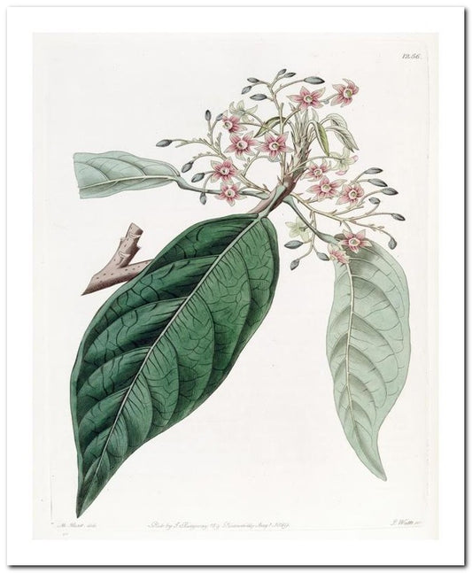 Kohler Medizinal Pflanzen 8x10 Botanical Art Print 03062500837