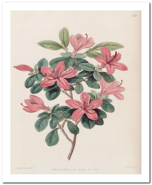 Edward's Botanical Register 8x10 Botanical Art Print 03062500838