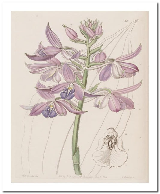Edward's Botanical Register 8x10 Botanical Art Print 03062500839