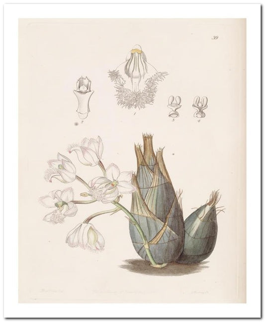 Edward's Botanical Register 8x10 Botanical Art Print 03062500840