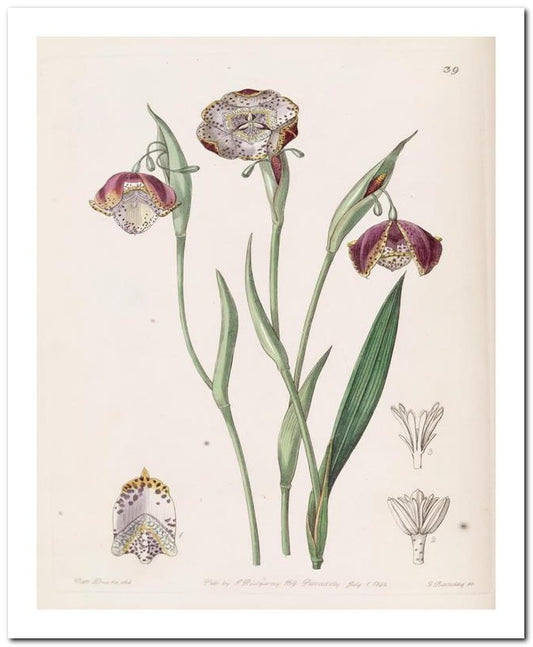 Edward's Botanical Register 8x10 Botanical Art Print 03062500841