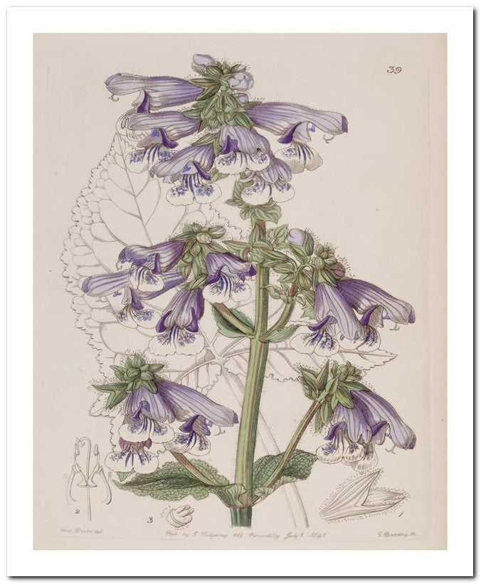 Edward's Botanical Register 8x10 Botanical Art Print 03062500842