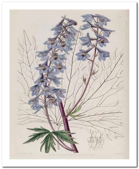 Edward's Botanical Register 8x10 Botanical Art Print 03062500844