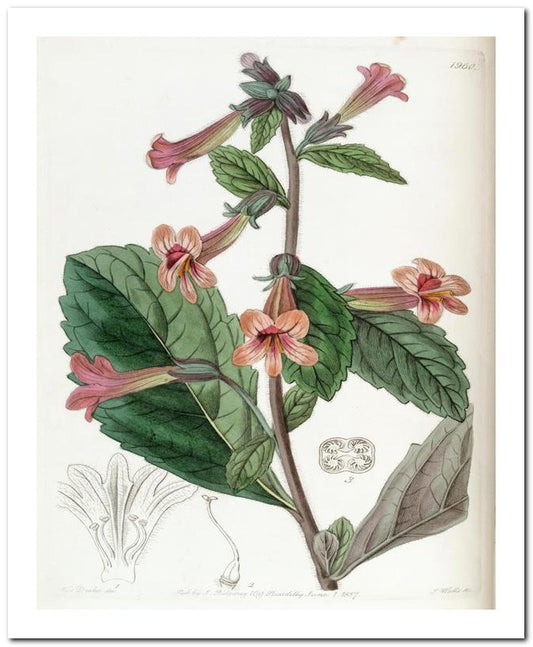 Edward's Botanical Register 8x10 Botanical Art Print 03062500846