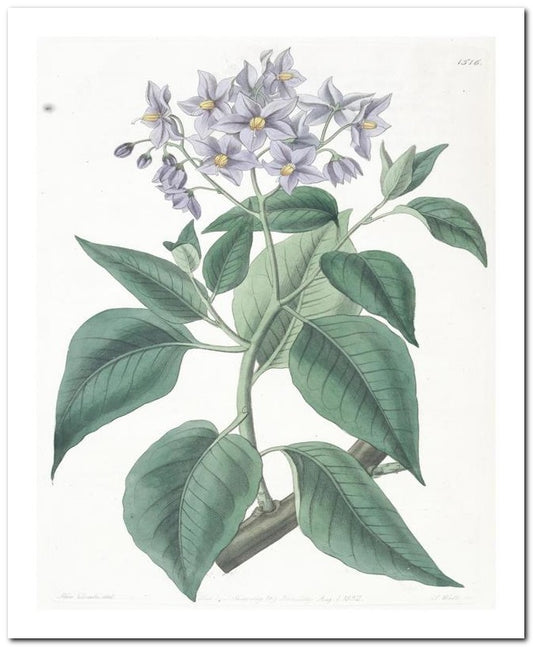 Edward's Botanical Register 8x10 Botanical Art Print 03062500847