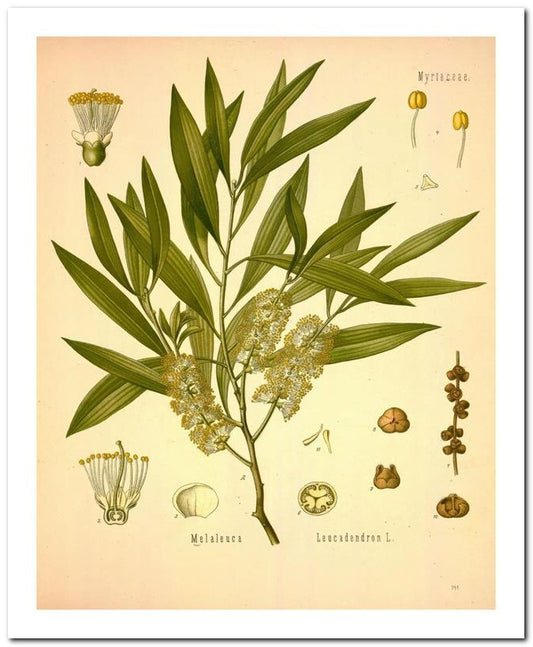 Edward's Botanical Register 8x10 Botanical Art Print 03062500849