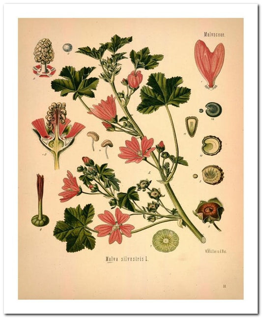 Kohler Medizinal Pflanzen 8x10 Botanical Art Print 03062500850