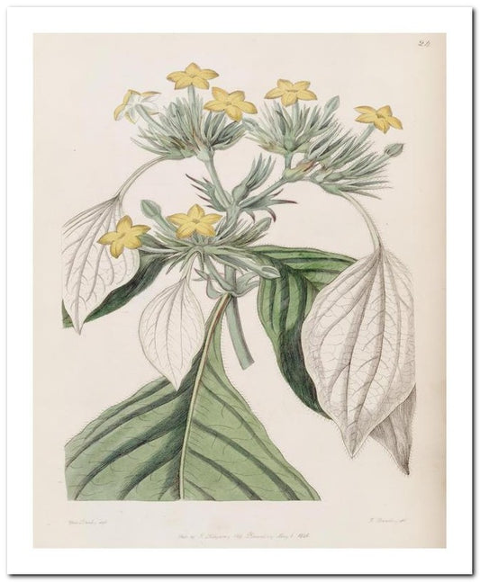Kohler Medizinal Pflanzen 8x10 Botanical Art Print 03062500851