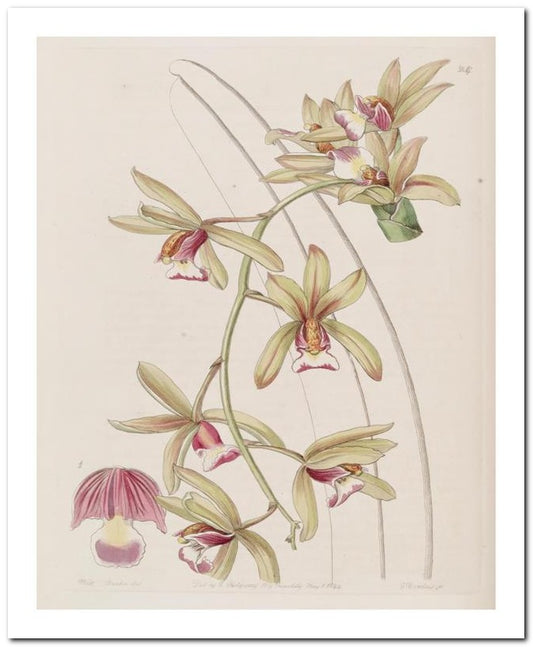 Edward's Botanical Register 8x10 Botanical Art Print 03062500853