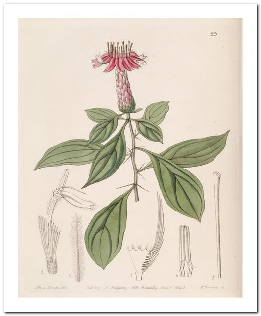 Edward's Botanical Register 8x10 Botanical Art Print 03062500854