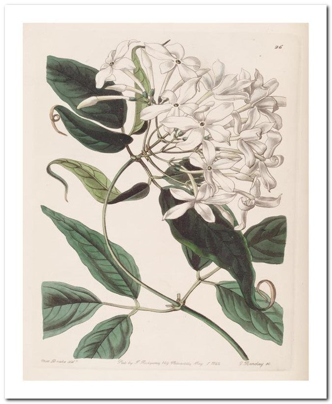 Edward's Botanical Register 8x10 Botanical Art Print 03062500855