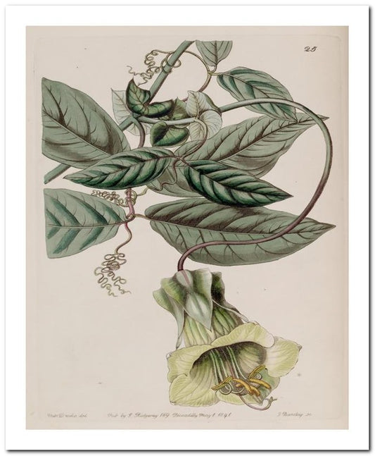 Edward's Botanical Register 8x10 Botanical Art Print 03062500856