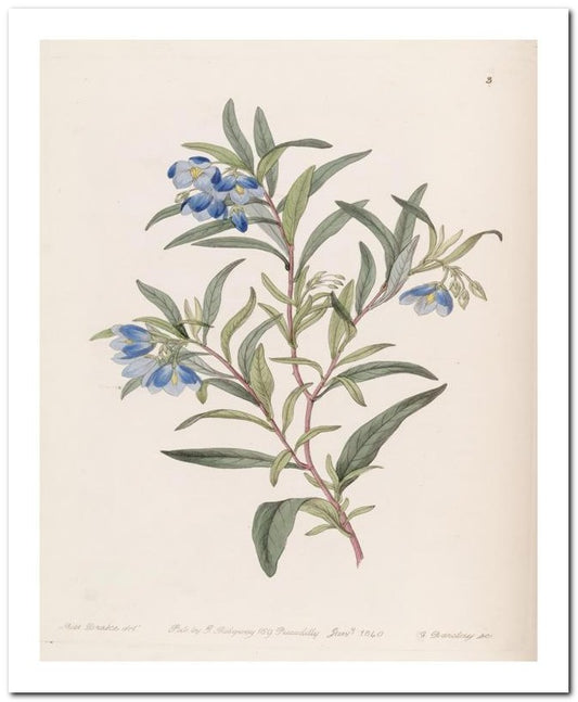 Edward's Botanical Register 8x10 Botanical Art Print 03062500857