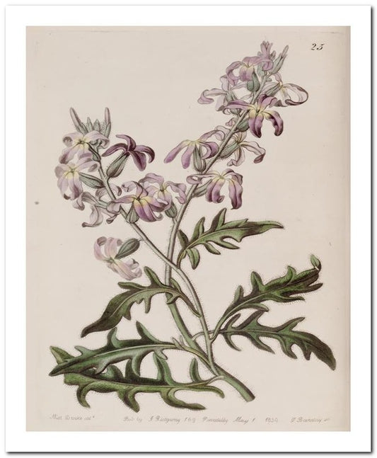 Edward's Botanical Register 8x10 Botanical Art Print 03062500858