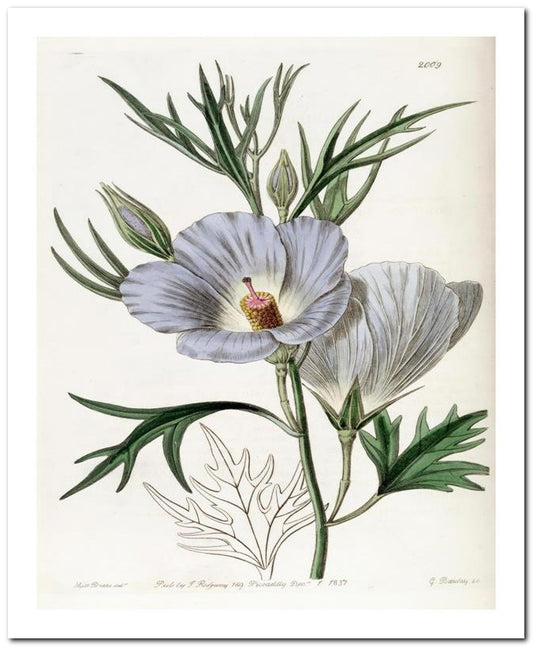 Edward's Botanical Register 8x10 Botanical Art Print 03062500859