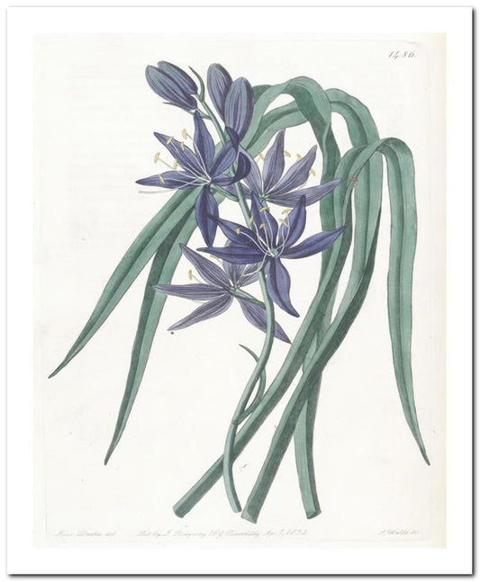 Edward's Botanical Register 8x10 Botanical Art Print 03062500860