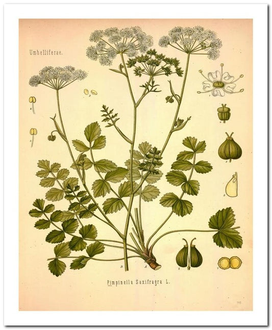 Edward's Botanical Register 8x10 Botanical Art Print 03062500861