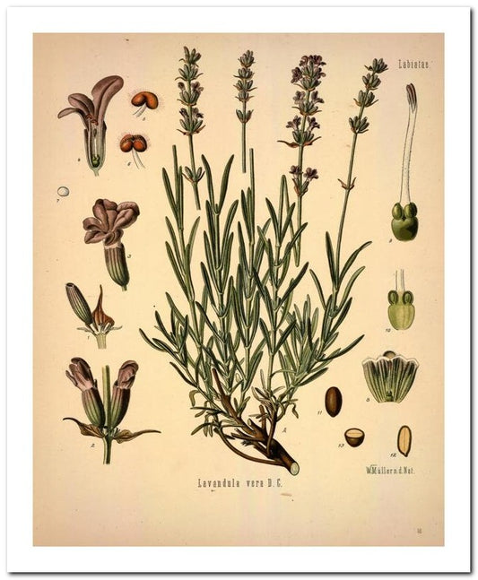 Kohler Medizinal Pflanzen 8x10 Botanical Art Print 03062500863
