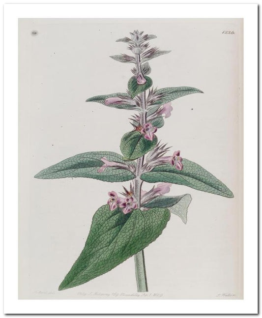 Kohler Medizinal Pflanzen 8x10 Botanical Art Print 03062500864