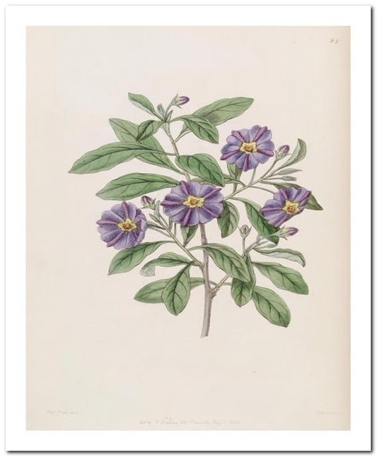 Edward's Botanical Register 8x10 Botanical Art Print 03062500865