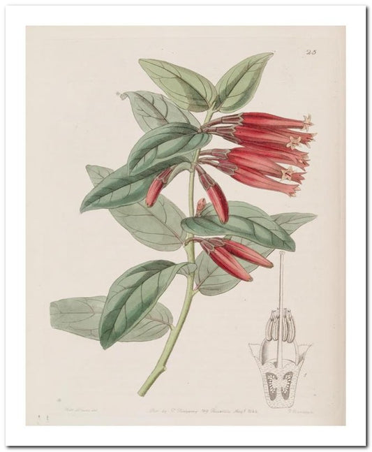 Edward's Botanical Register 8x10 Botanical Art Print 03062500866