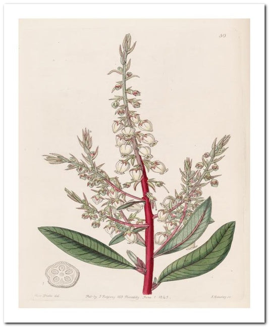 Edward's Botanical Register 8x10 Botanical Art Print 03062500867