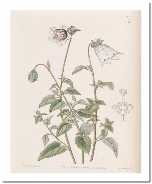 Edward's Botanical Register 8x10 Botanical Art Print 03062500868