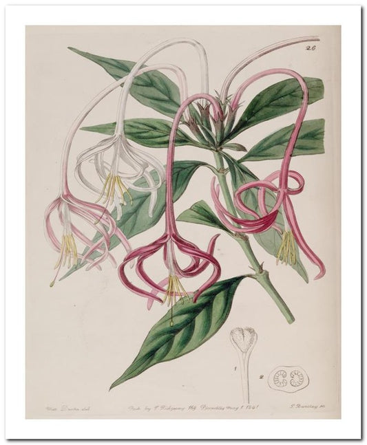 Edward's Botanical Register 8x10 Botanical Art Print 03062500869