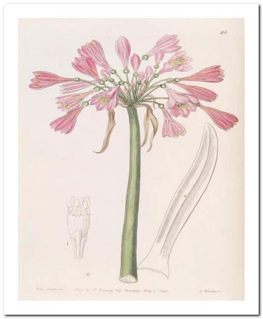 Edward's Botanical Register 8x10 Botanical Art Print 03062500870